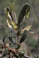 Image of Agelanthus