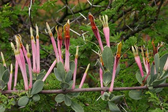 Image de Agelanthus