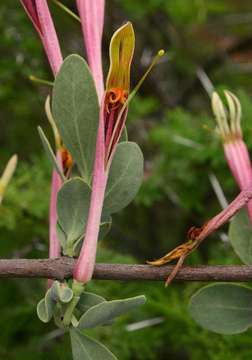 Image of Agelanthus