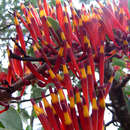 Image of <i>Agelanthus nyasicus</i>
