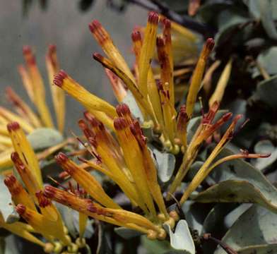 Image of Agelanthus