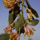 Imagem de Agelanthus subulatus (Engl.) R. M. Polhill & D. Wiens
