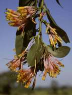 Image de Agelanthus subulatus (Engl.) R. M. Polhill & D. Wiens