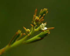 Image of Thesium nigricans Rendle