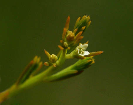 Image of Thesium nigricans Rendle