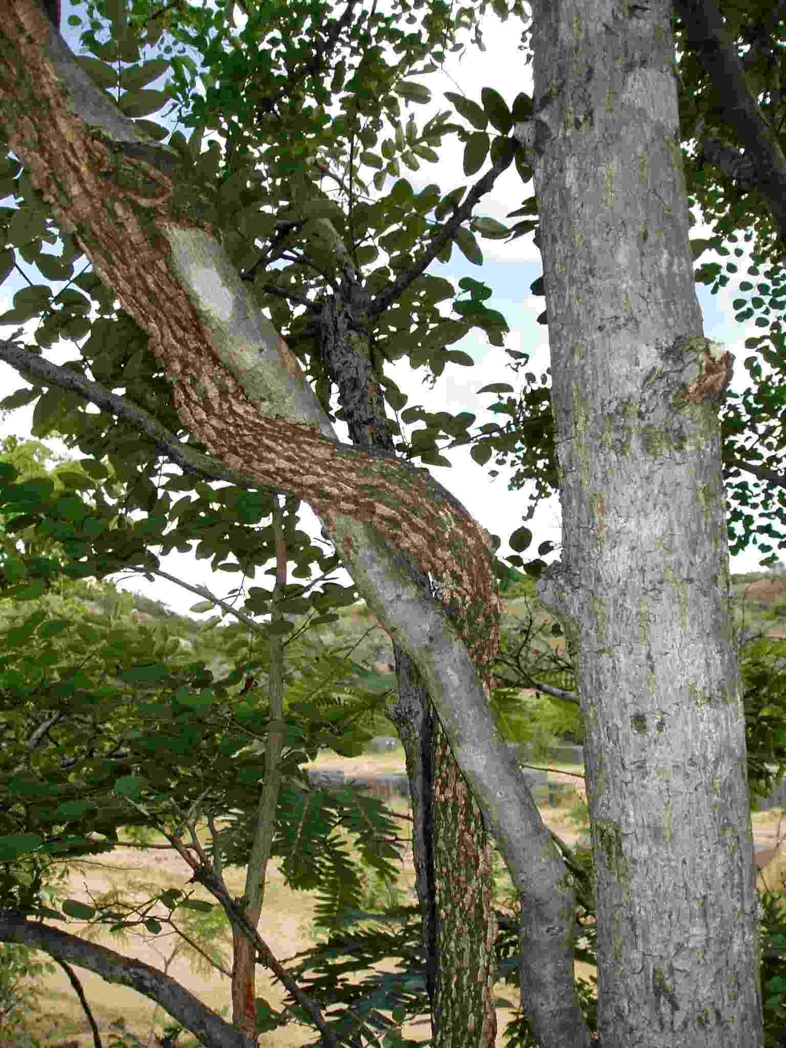 Opiliaceae (rights holder: Mark Hyde, Bart Wursten and Petra Ballings)