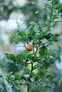 صورة Ximenia americana var. microphylla Welw.