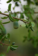 Image of Blue sourplum