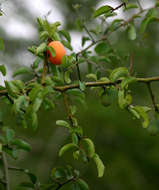 صورة Ximenia americana var. microphylla Welw.