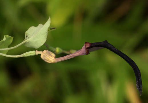 Image of Scrambling dutchman's pipe