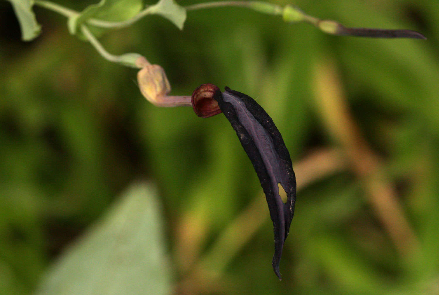 Image of Scrambling dutchman's pipe