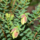 Sivun Darwinia pimelioides Cayzer & F. W. Wakefield kuva