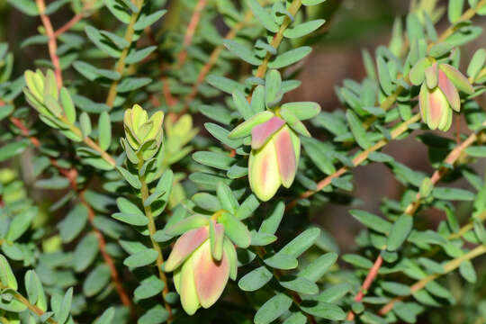 Image of Darwinia pimelioides Cayzer & F. W. Wakefield