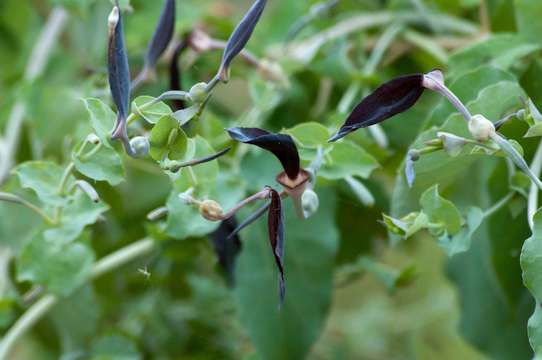 Image de Aristolochia albida Duch.