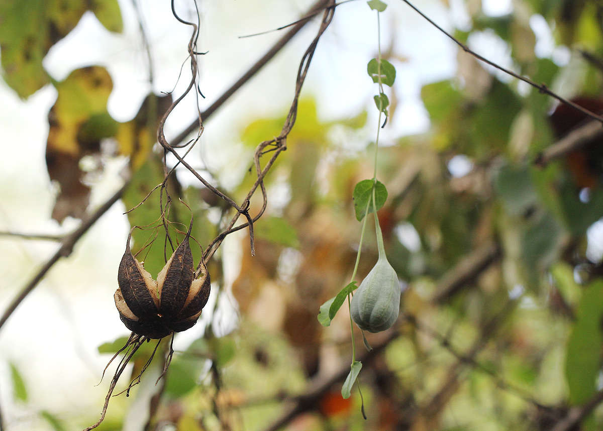 Image de Aristolochia albida Duch.