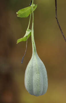 Image of Scrambling dutchman's pipe