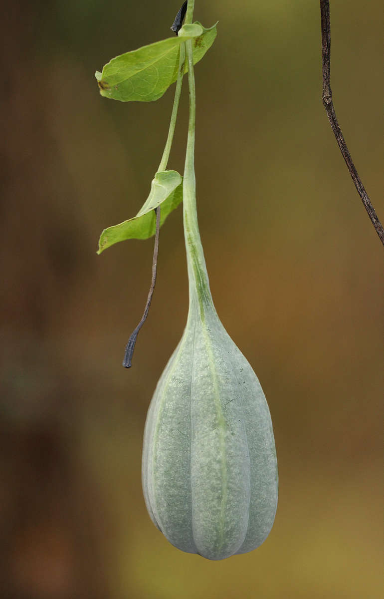 Image de Aristolochia albida Duch.