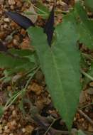 Image de Aristolochia albida Duch.