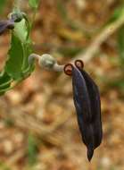 Image de Aristolochia albida Duch.