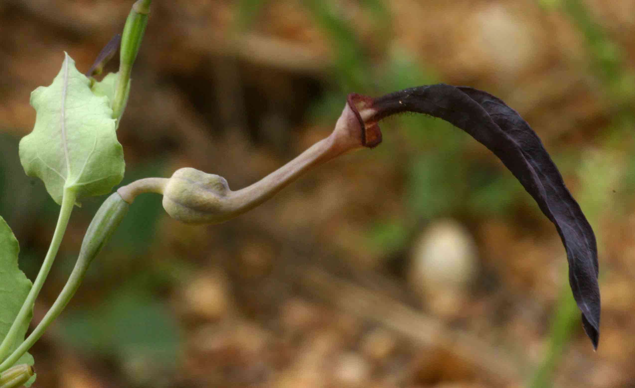 Image de Aristolochia albida Duch.