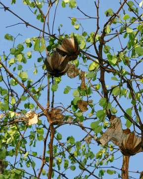 Image of Scrambling dutchman's pipe