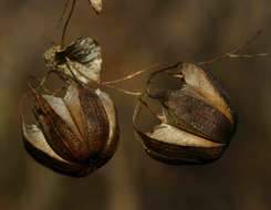 Image de Aristolochia albida Duch.