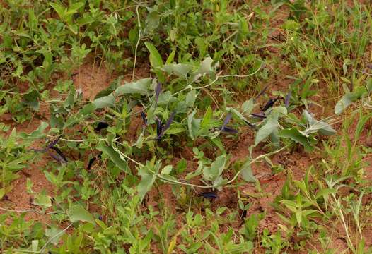 Image of Scrambling dutchman's pipe