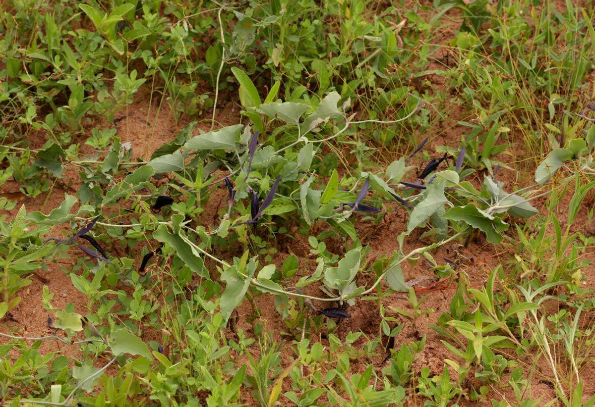 Image de Aristolochia albida Duch.