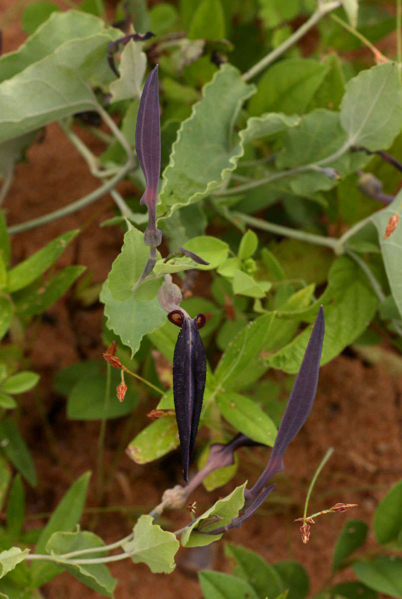 Image de Aristolochia albida Duch.