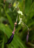 Image de Aristolochia albida Duch.