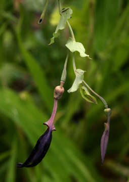 Image of Scrambling dutchman's pipe