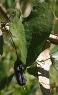 صورة Aristolochia elegans Mast.