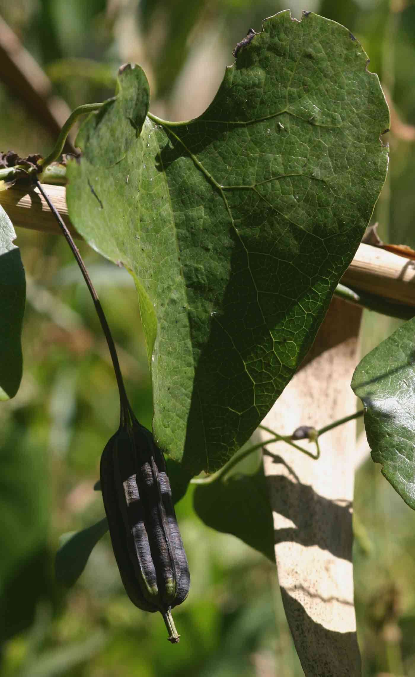 صورة Aristolochia elegans Mast.