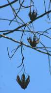 صورة Aristolochia elegans Mast.