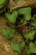 صورة Aristolochia elegans Mast.