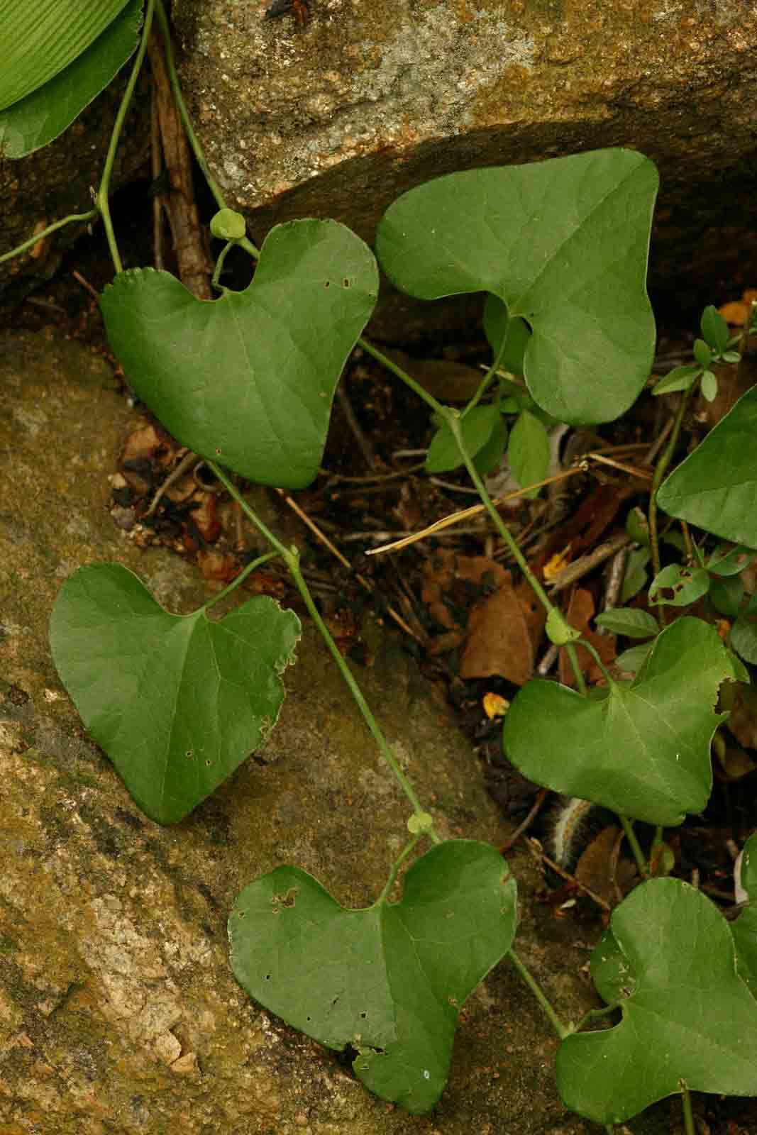 صورة Aristolochia elegans Mast.