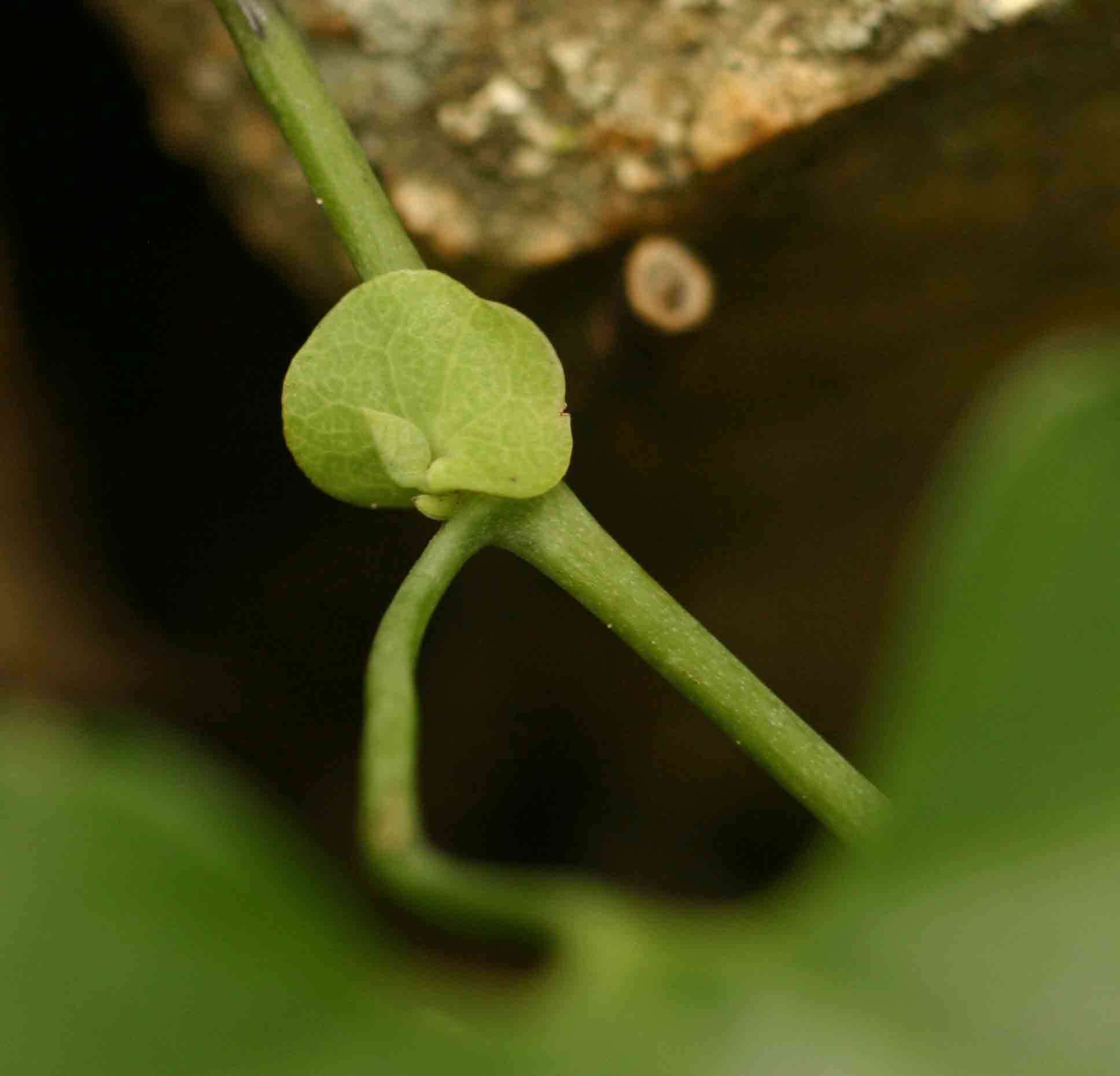 صورة Aristolochia elegans Mast.