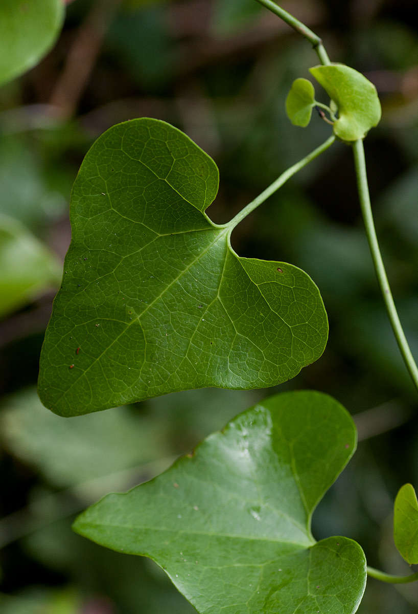 صورة Aristolochia elegans Mast.