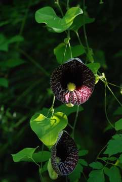 Aristolochia elegans Mast.的圖片