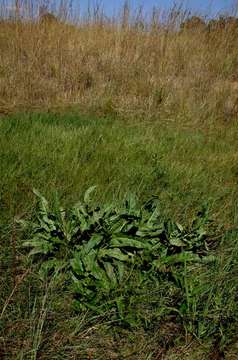 Image of Rumex rhodesius Rech. fil.