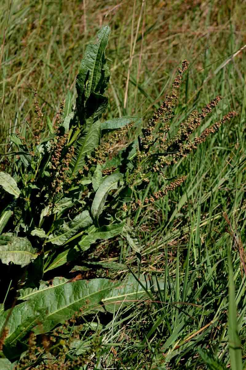 Rumex rhodesius Rech. fil.的圖片