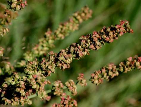 Rumex rhodesius Rech. fil.的圖片