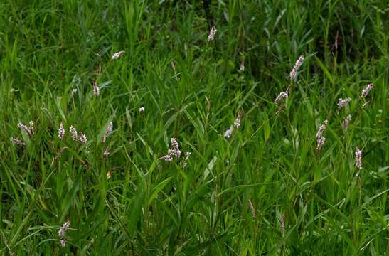 Image of Persicaria madagascariensis (Meisn.) S. Ortiz & J. A. R. Paiva