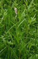 Image of Persicaria madagascariensis (Meisn.) S. Ortiz & J. A. R. Paiva