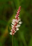 Image of Persicaria madagascariensis (Meisn.) S. Ortiz & J. A. R. Paiva