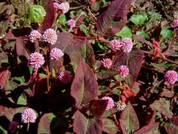 Imagem de Persicaria