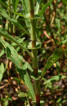 Image of Persicaria limbata (Meisn.) Hara