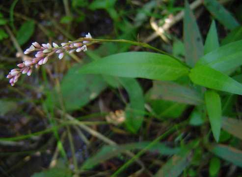 Image of Pinkweeds