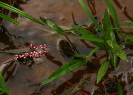 Image of Pinkweeds