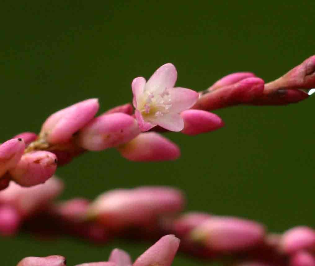 Image of Pinkweeds